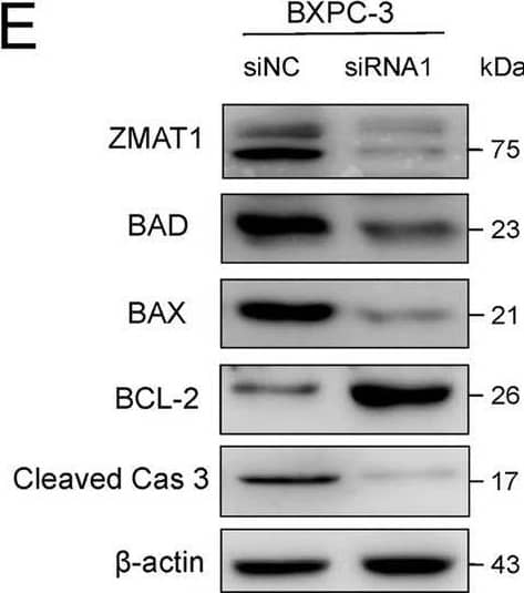 ZMAT1 Antibody - BSA Free