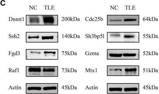 SH3BP5L Antibody - BSA Free