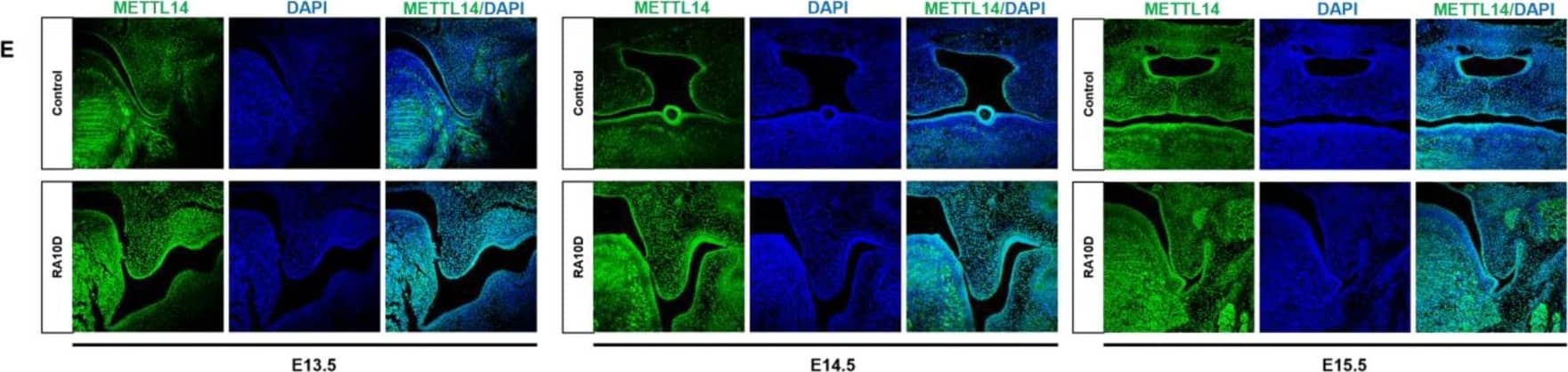 METTL14 Antibody - BSA Free