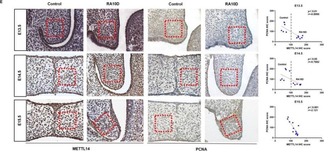 METTL14 Antibody - BSA Free
