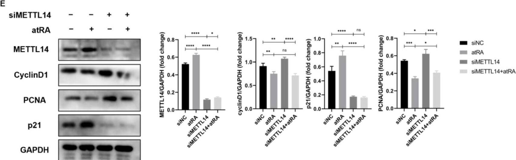 METTL14 Antibody - BSA Free