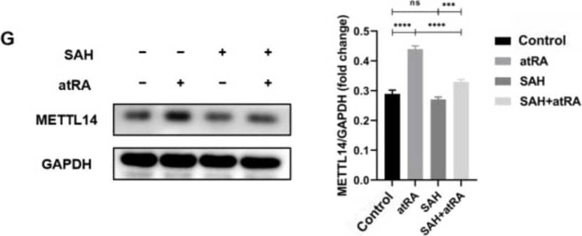 METTL14 Antibody - BSA Free