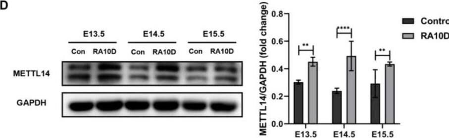METTL14 Antibody - BSA Free