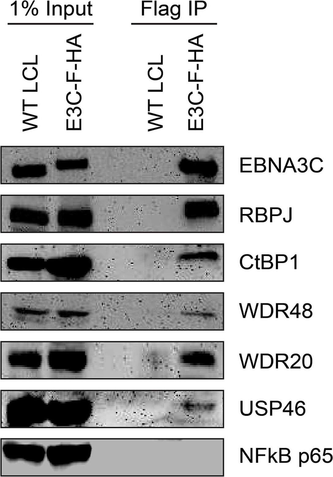 UAF1/WDR48 Antibody