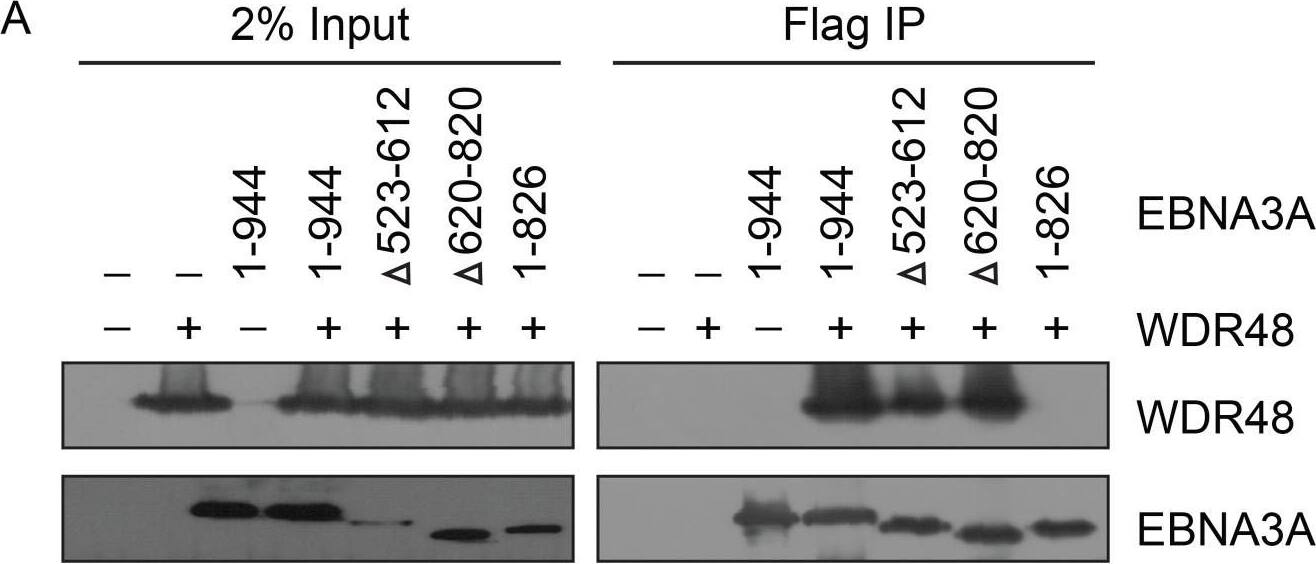 UAF1/WDR48 Antibody