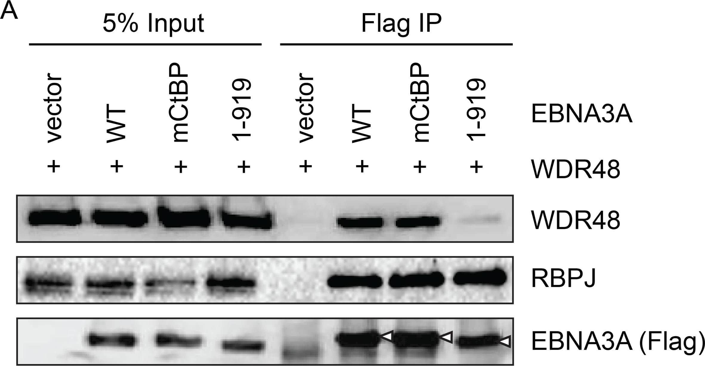 UAF1/WDR48 Antibody