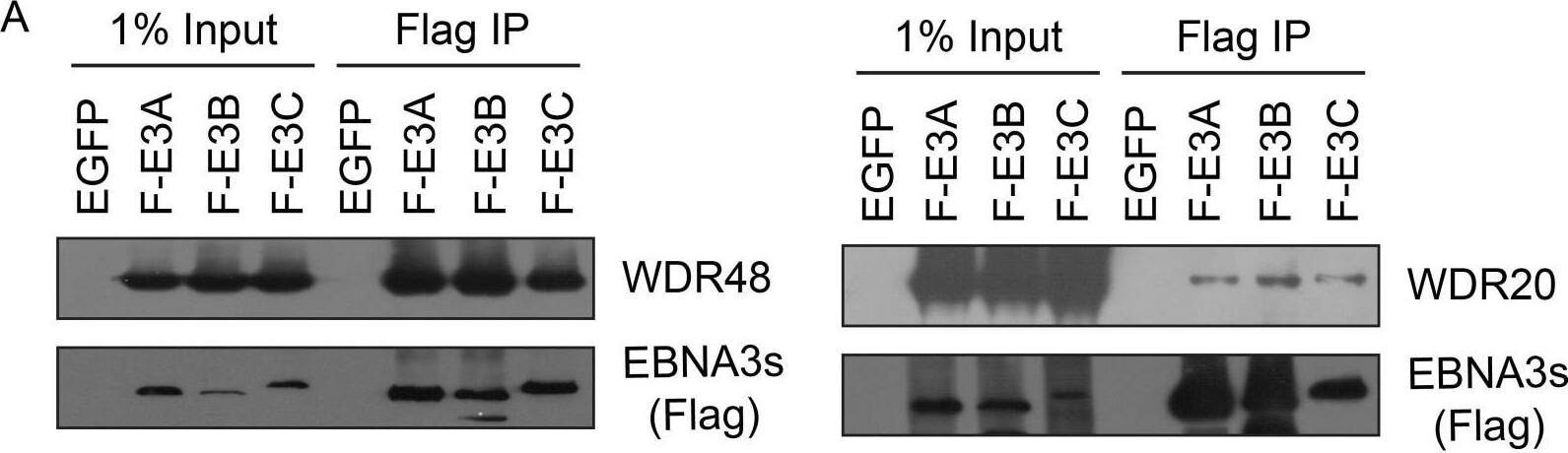 UAF1/WDR48 Antibody