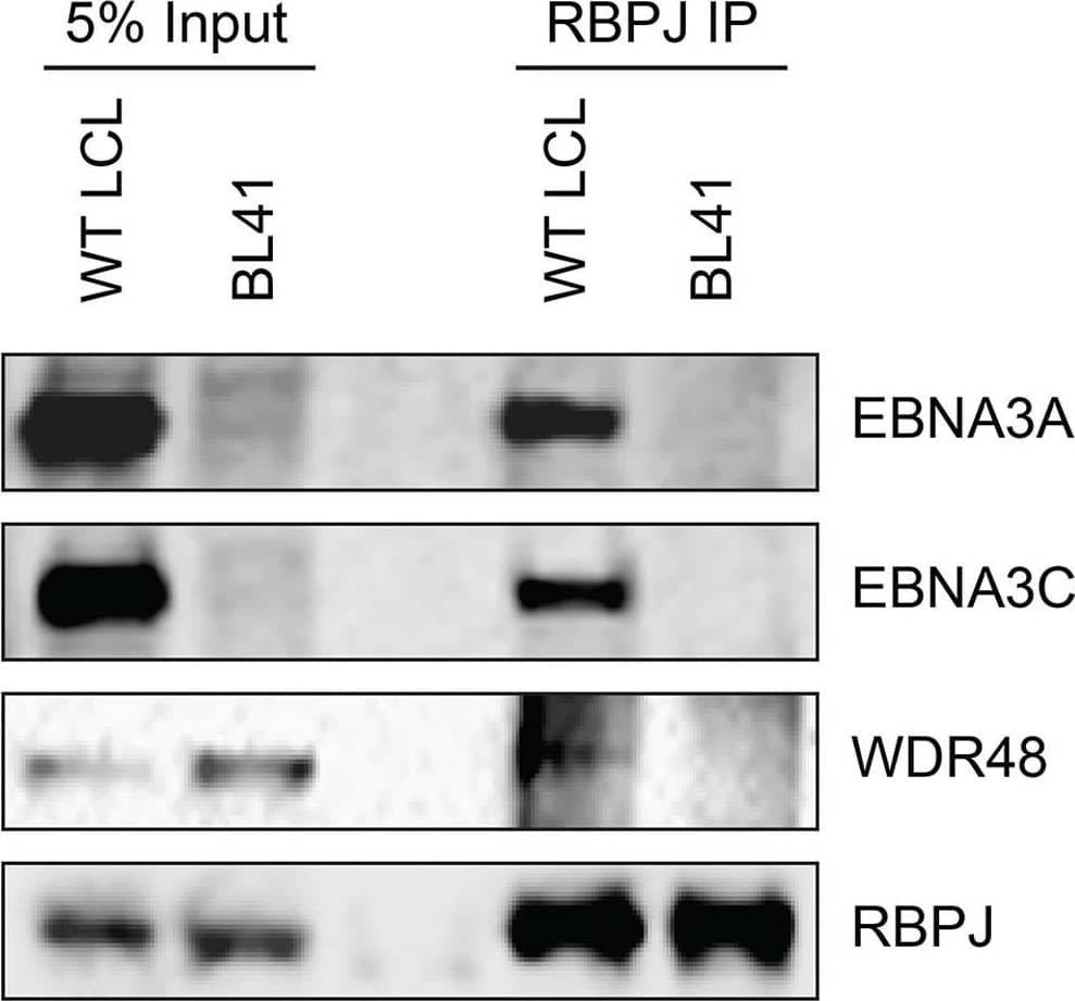 UAF1/WDR48 Antibody