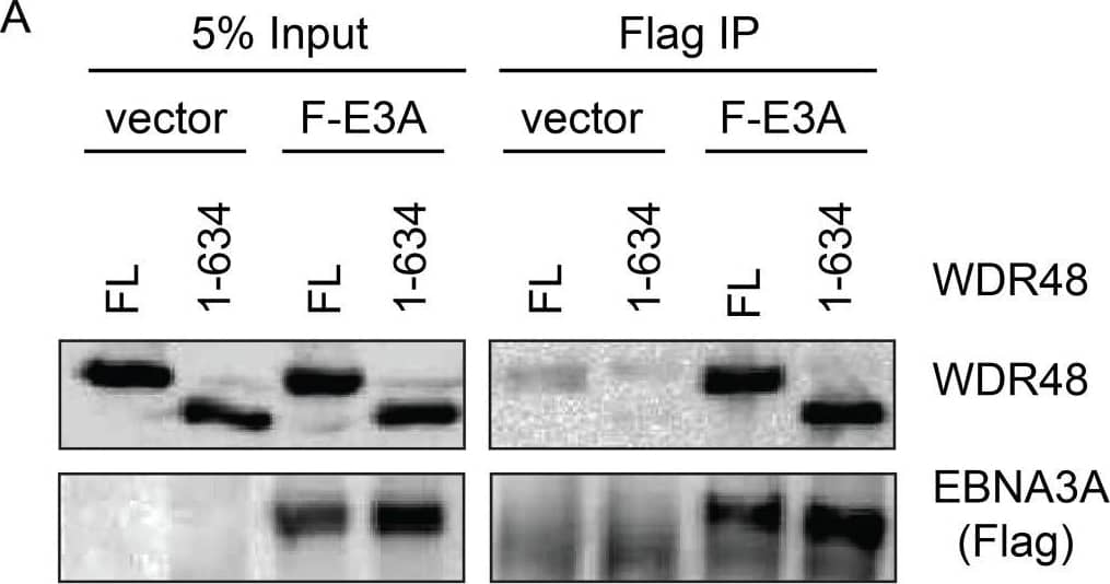 UAF1/WDR48 Antibody