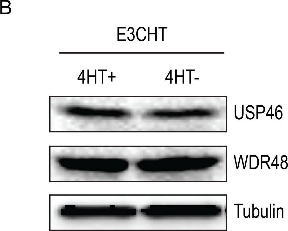UAF1/WDR48 Antibody
