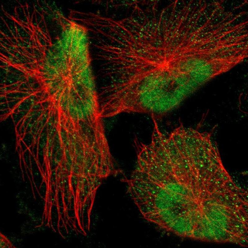 NFIA Antibody - BSA Free Immunocytochemistry/ Immunofluorescence: NFIA Antibody [NBP1-81407]