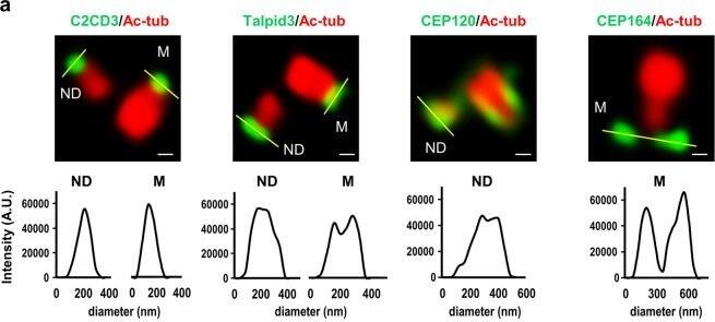 CEP164 Antibody