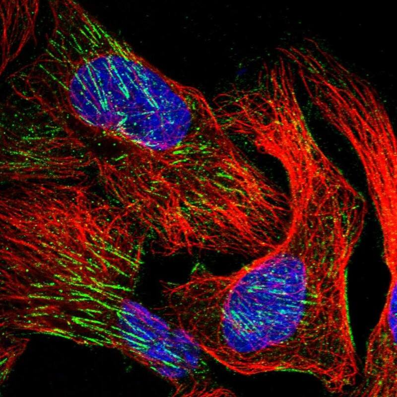 WDR47 Antibody - BSA Free Immunocytochemistry/ Immunofluorescence: WDR47 Antibody [NBP1-81463]