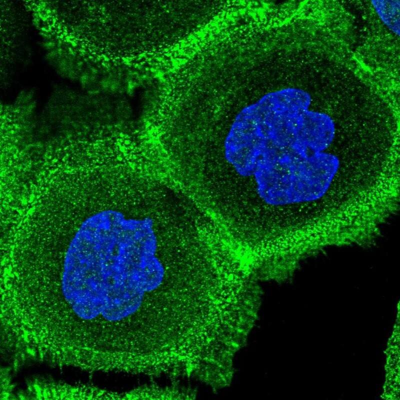 FCHSD2 Antibody - BSA Free Immunocytochemistry/ Immunofluorescence: FCHSD2 Antibody [NBP1-81479]