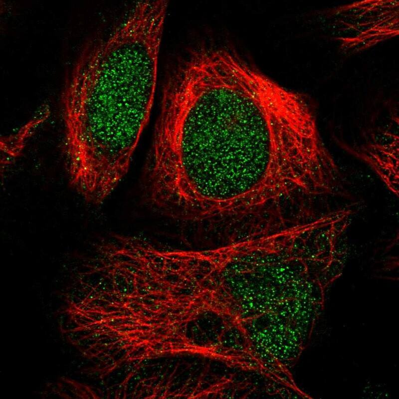 SEL1L3 Antibody - BSA Free Immunocytochemistry/ Immunofluorescence: SEL1L3 Antibody [NBP1-81484]
