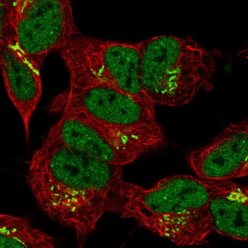 FAM20B Antibody - BSA Free Immunocytochemistry/ Immunofluorescence: FAM20B Antibody [NBP1-81506]