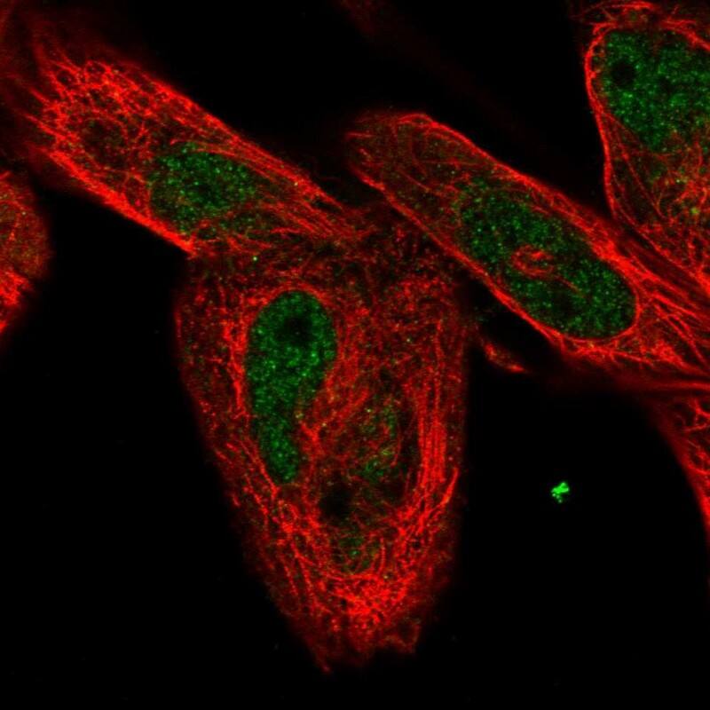 FAM168A Antibody - BSA Free Immunocytochemistry/ Immunofluorescence: FAM168A Antibody [NBP1-81525]