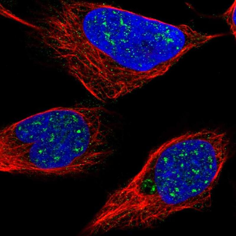 LRRC8B Antibody - BSA Free Immunocytochemistry/ Immunofluorescence: LRRC8B Antibody [NBP1-81532]