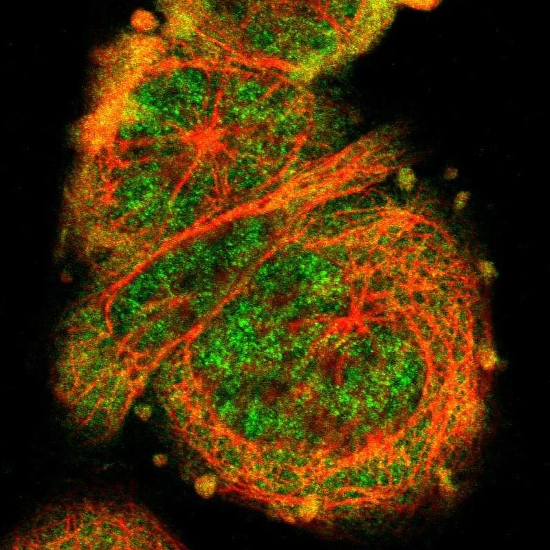STAT1 Antibody - BSA Free Immunocytochemistry/ Immunofluorescence: STAT1 Antibody [NBP1-81579]