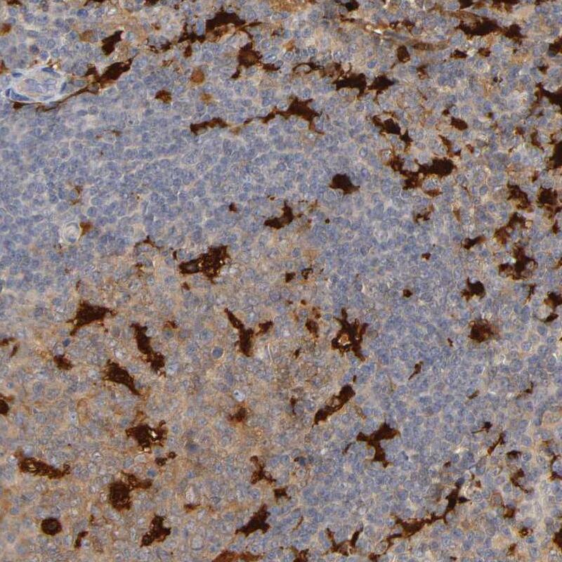 IL-18/IL-1F4 Antibody Immunohistochemistry-Paraffin: IL-18/IL-1F4 Antibody [NBP1-81607]
