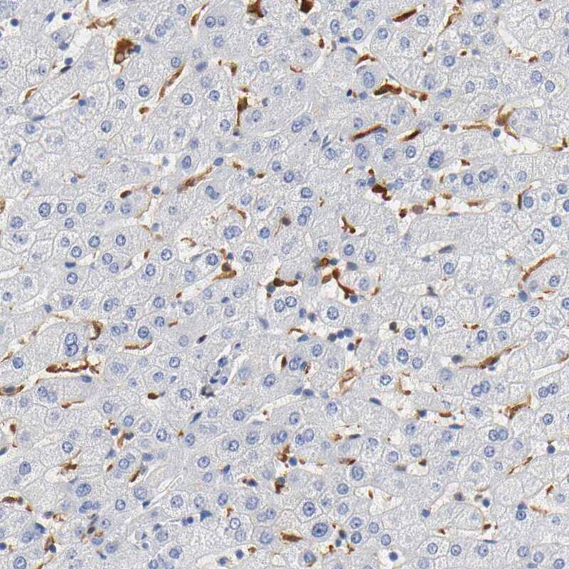 IL-18/IL-1F4 Antibody Immunohistochemistry-Paraffin: IL-18/IL-1F4 Antibody [NBP1-81607]
