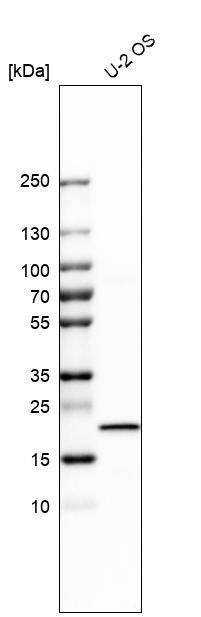 IL-18/IL-1F4 Antibody Western Blot: IL-18/IL-1F4 Antibody [NBP1-81607]