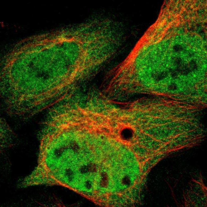 p97/VCP Antibody - BSA Free Immunocytochemistry/ Immunofluorescence: p97/VCP Antibody [NBP1-81620]