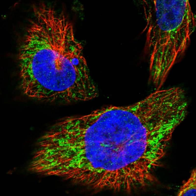 MRPL38 Antibody - BSA Free Immunocytochemistry/ Immunofluorescence: MRPL38 Antibody [NBP1-81672]