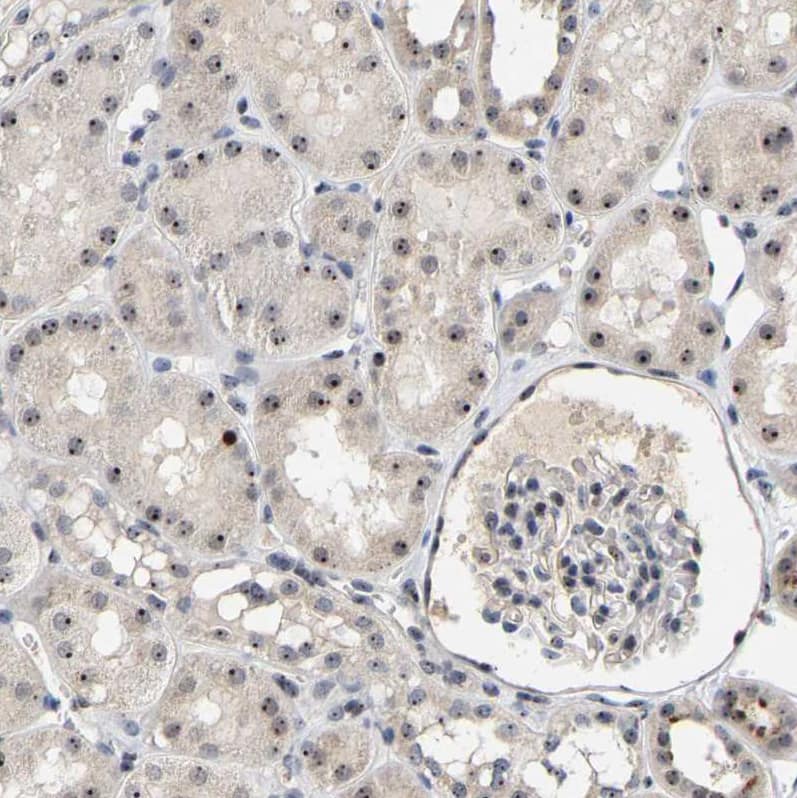 NOP58 Antibody - BSA Free Immunohistochemistry-Paraffin: NOP58 Antibody [NBP1-81680]
