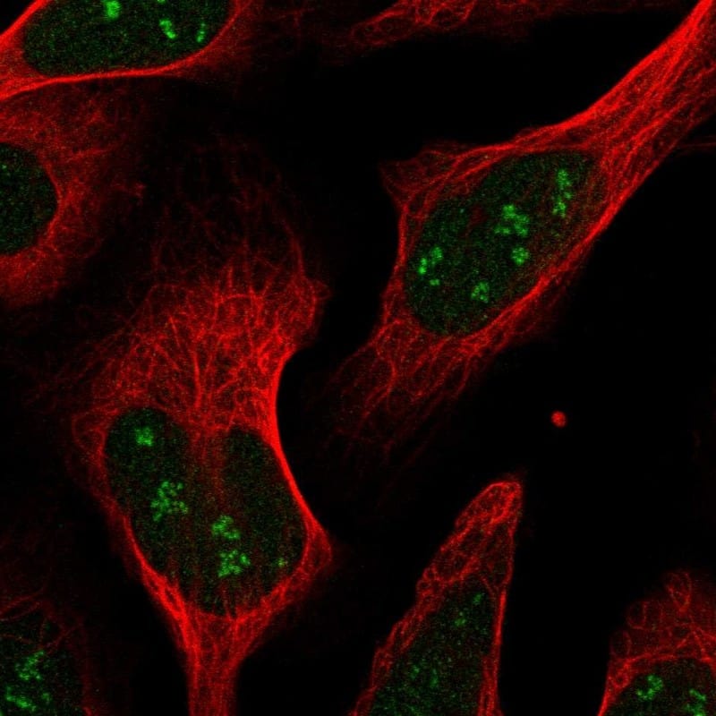 RPAIN Antibody - BSA Free Immunocytochemistry/ Immunofluorescence: RPAIN Antibody [NBP1-81706]