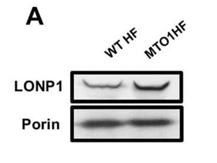 LONP1 Antibody