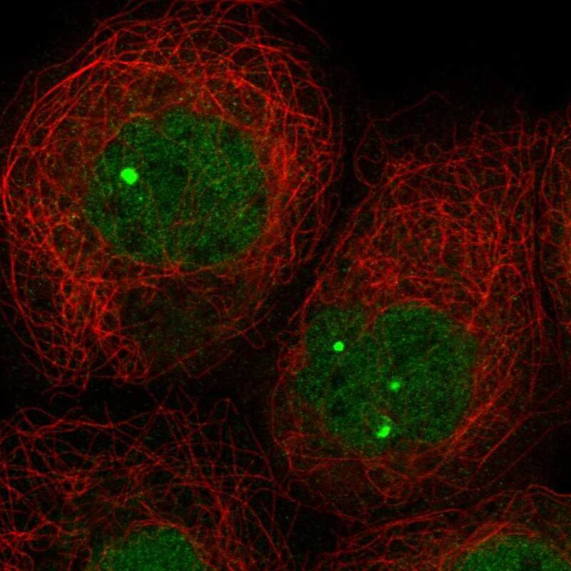 ZNF8 Antibody - BSA Free Immunocytochemistry/ Immunofluorescence: ZNF8 Antibody [NBP1-81755]