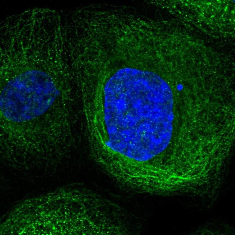 LANCL1 Antibody - BSA Free Immunocytochemistry/ Immunofluorescence: LANCL1 Antibody [NBP1-81796]