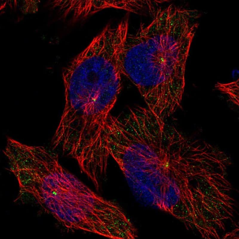 WDR67 Antibody - BSA Free Immunocytochemistry/ Immunofluorescence: WDR67 Antibody [NBP1-81818]