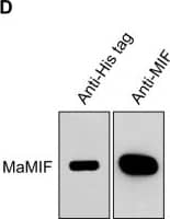 MIF Antibody