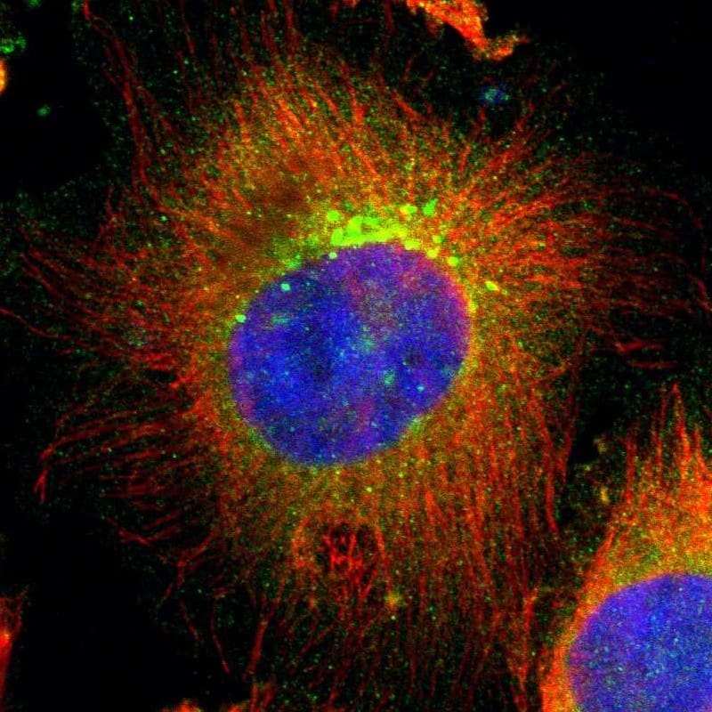 UBAC1 Antibody - BSA Free Immunocytochemistry/ Immunofluorescence: UBAC1 Antibody [NBP1-81842]