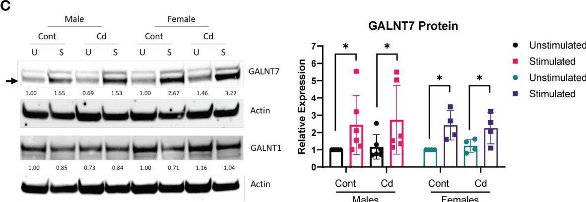 Polypeptide GalNac Transferase 1/GALNT1 Antibody - BSA Free