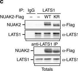 NUAK2 Antibody