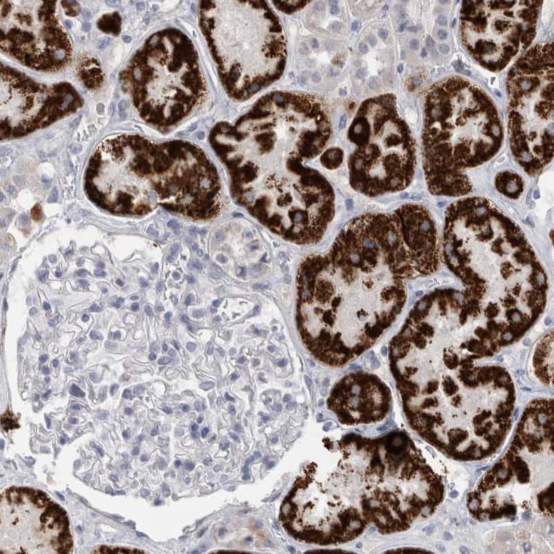 AGMAT Antibody - BSA Free Immunohistochemistry-Paraffin: AGMAT Antibody [NBP1-82080]