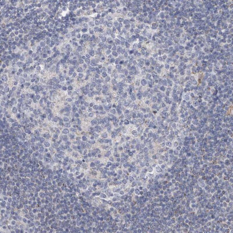 AGMAT Antibody - BSA Free Immunohistochemistry-Paraffin: AGMAT Antibody [NBP1-82080]