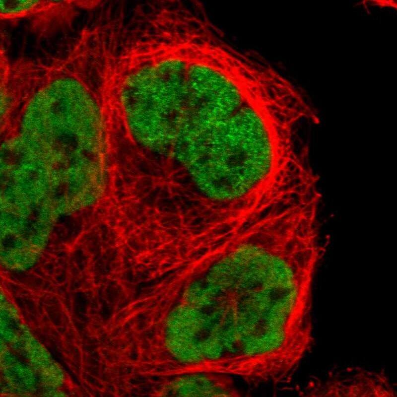 NKAP Antibody - BSA Free Immunocytochemistry/ Immunofluorescence: NKAP Antibody [NBP1-82117]