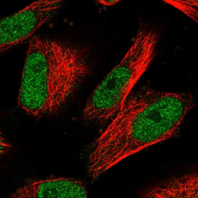 POLA2 Antibody - BSA Free Immunocytochemistry/ Immunofluorescence: POLA2 Antibody [NBP1-82139]