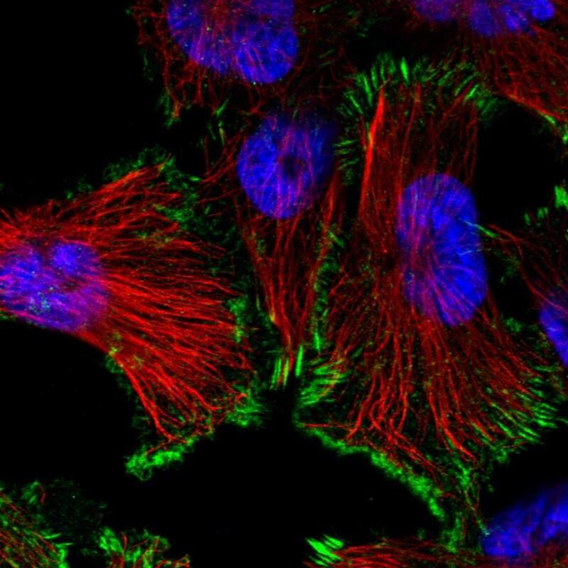 SIKE1 Antibody - BSA Free Immunocytochemistry/ Immunofluorescence: SIKE1 Antibody [NBP1-82152]