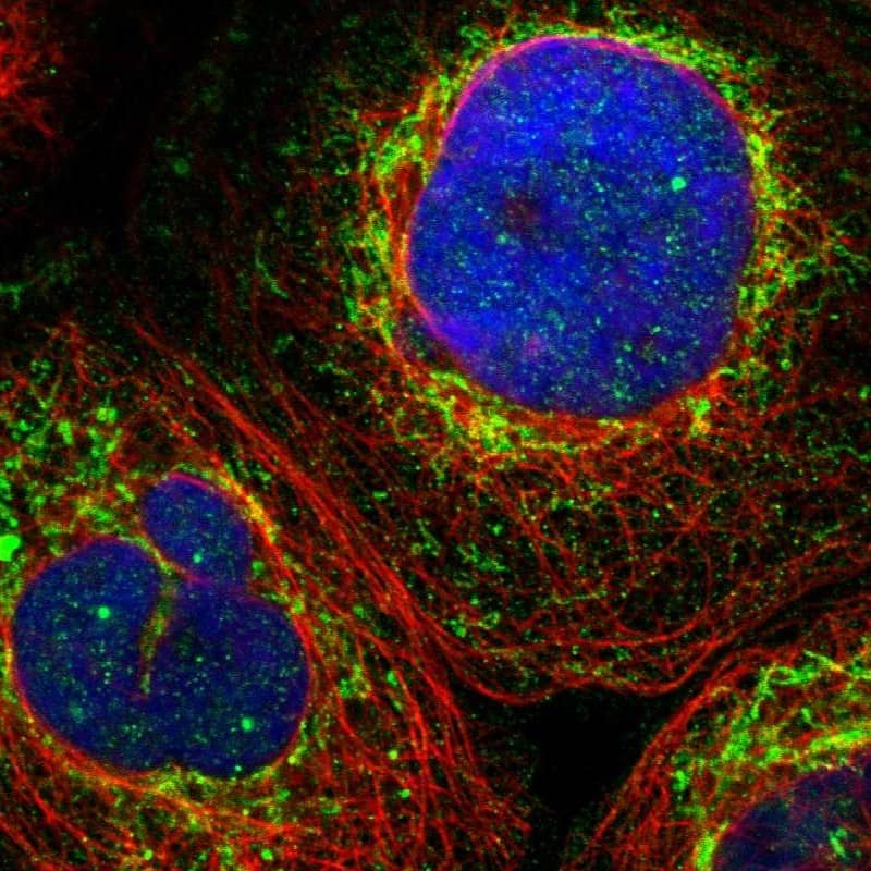 ZNF26 Antibody - BSA Free Immunocytochemistry/ Immunofluorescence: ZNF26 Antibody [NBP1-82161]