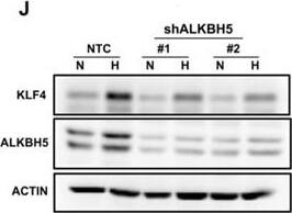 ALKBH5 Antibody