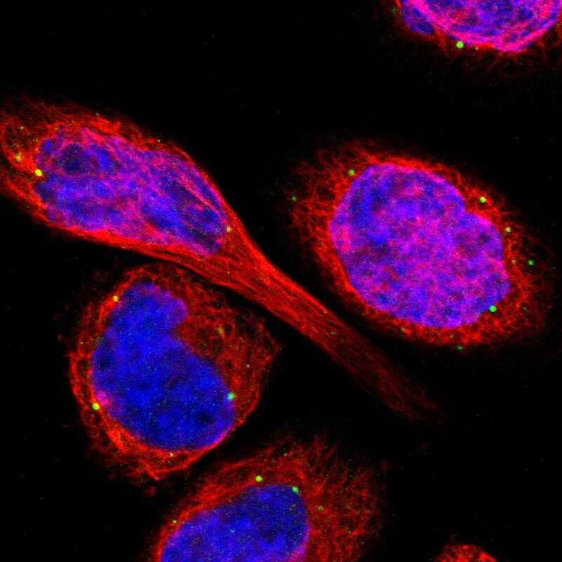 TMEM25 Antibody - BSA Free Immunocytochemistry/ Immunofluorescence: TMEM25 Antibody [NBP1-82237]