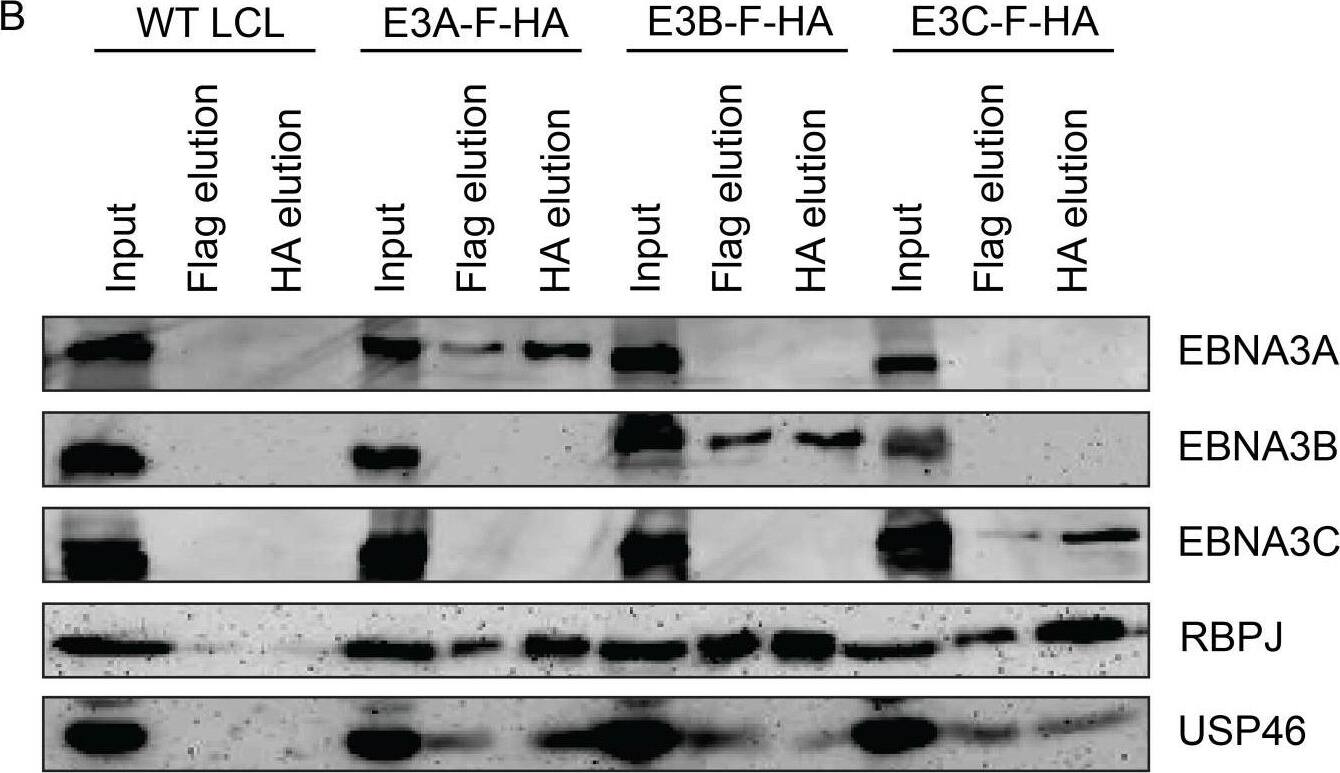 USP46 Antibody