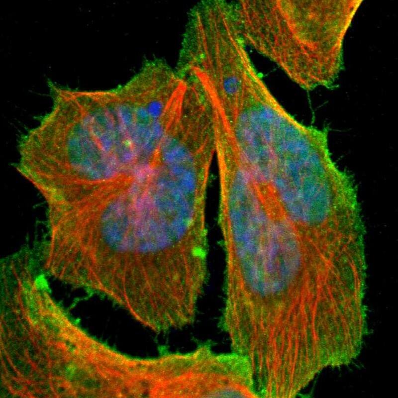 C14orf93 Antibody - BSA Free Immunocytochemistry/ Immunofluorescence: C14orf93 Antibody [NBP1-82308]