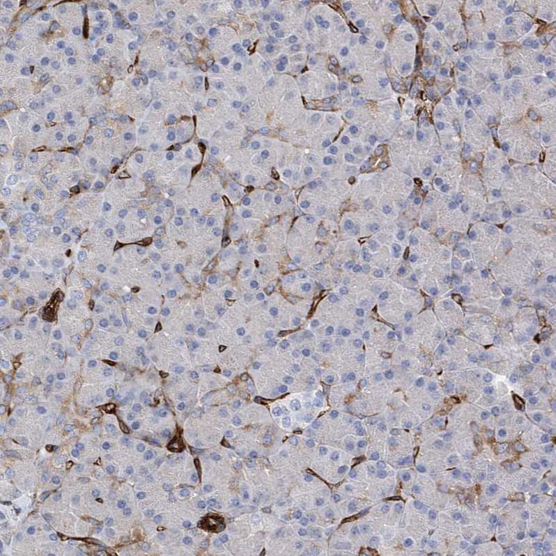 UBTD1 Antibody - BSA Free Immunohistochemistry-Paraffin: UBTD1 Antibody [NBP1-82311]
