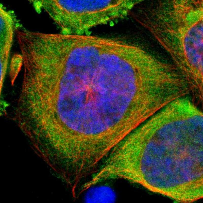 Gankyrin Antibody - BSA Free Immunocytochemistry/ Immunofluorescence: Gankyrin Antibody [NBP1-82443]